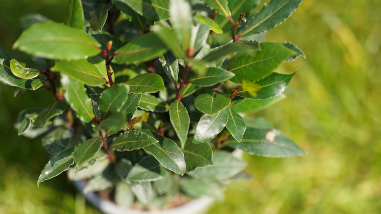 Sweet bay green leaves