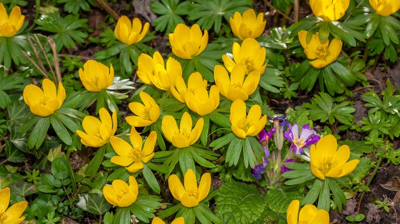 Winter aconite's yellow flowers in bloom