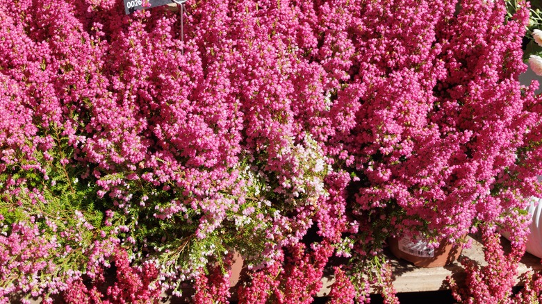 Pink winter heath flowers in bloom