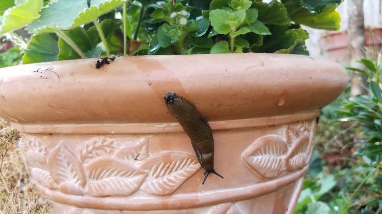 slug plant pot