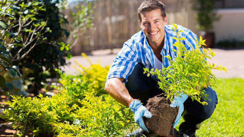 man planting bushes