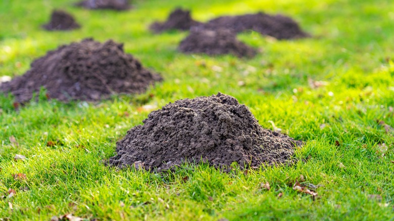 mole hills in lawn