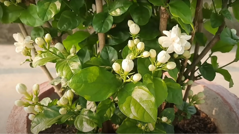Healthy jasmine with flowers