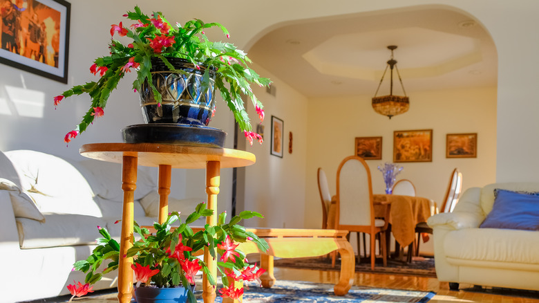 Lush Christmas cacti inside home