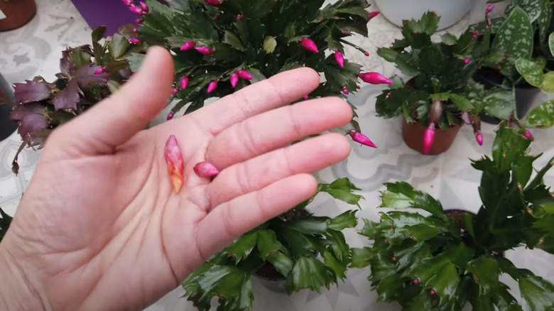 Christmas cactus bud blast