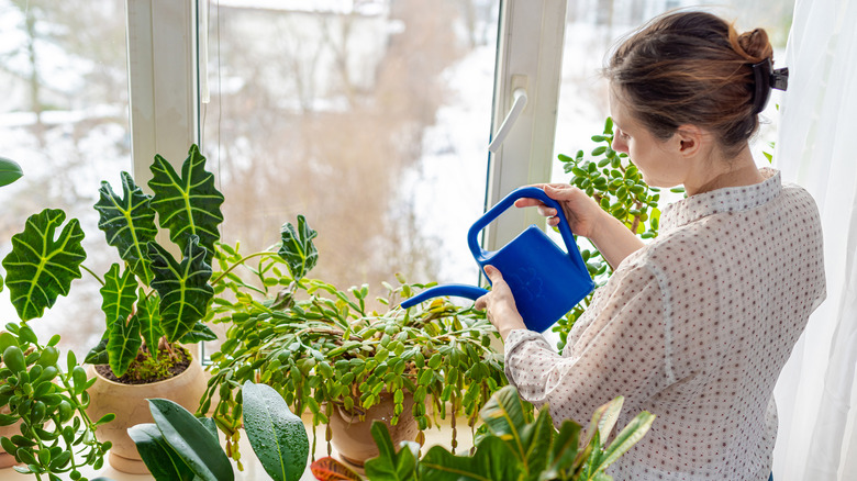 Woman watering Christmas cactus