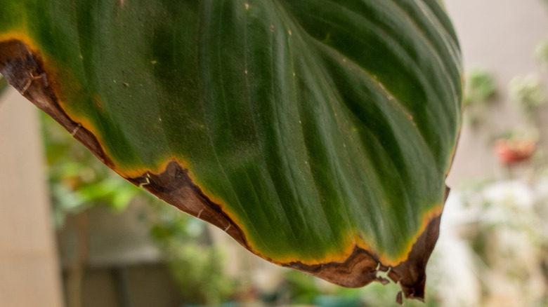 Damaged peace lily leaves