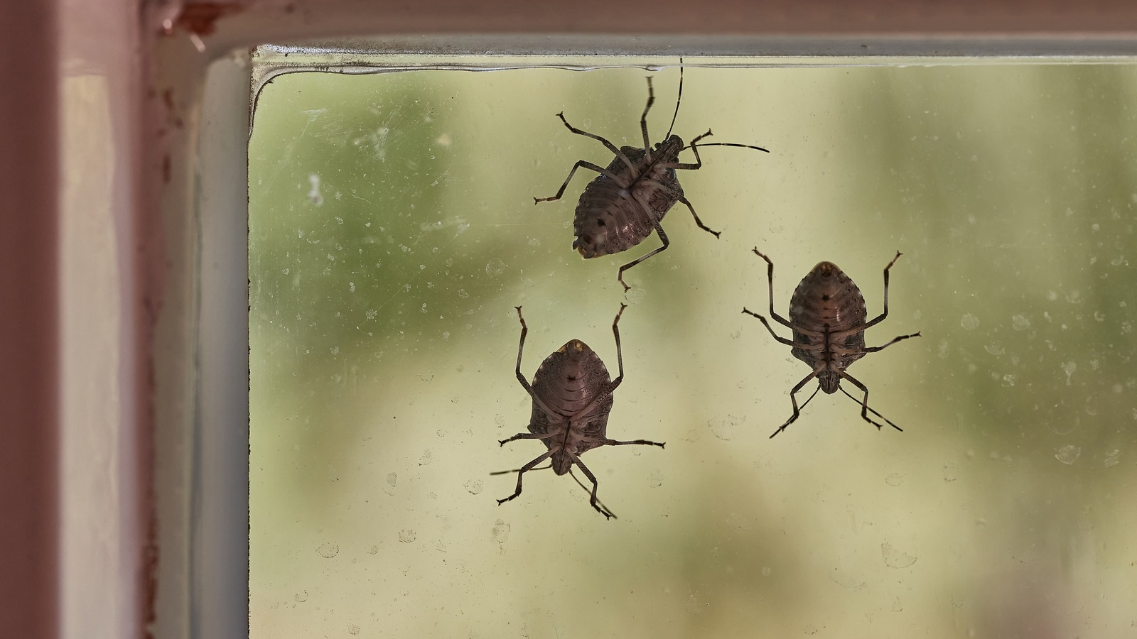 Stinkbugs: Tips for keeping them out of the house – The Morning Call