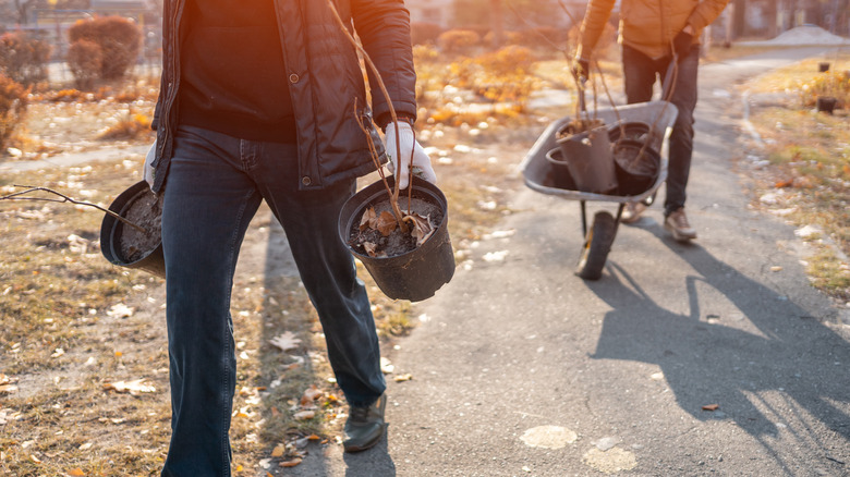 two people transporting dormant potted plants