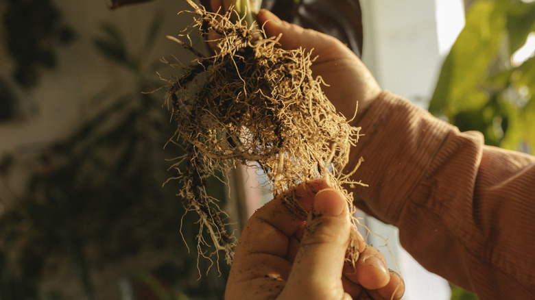 person holding an unpotted plant to check the roots' health