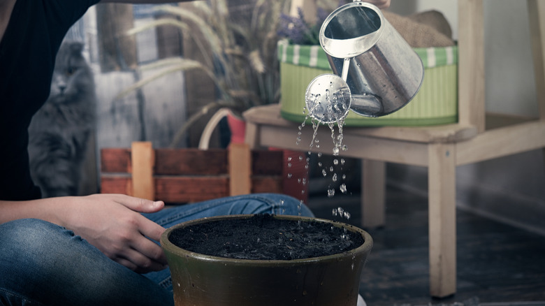 person watering a potted plant with no visible foliage