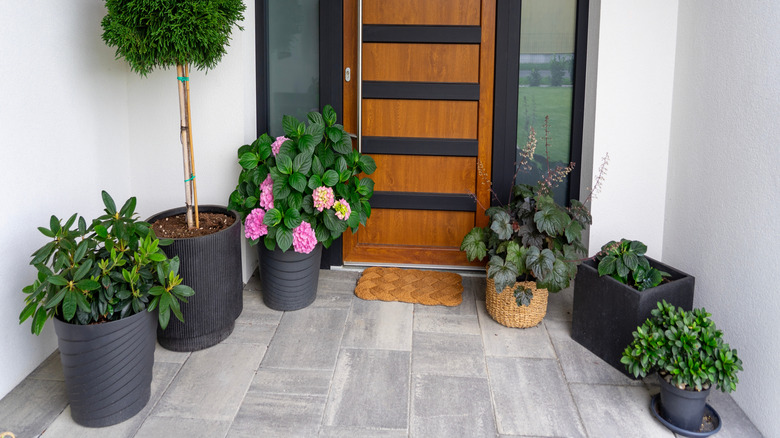 A selection of beautiful potted plants on a front porch