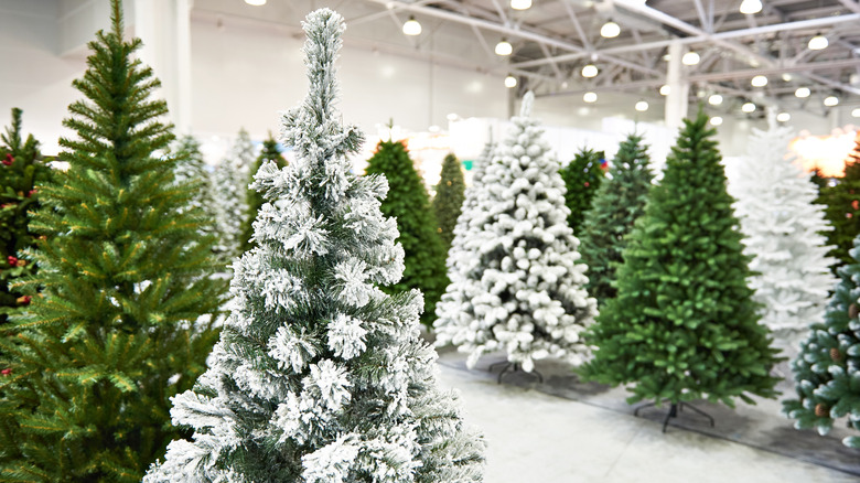 variety of Christmas trees