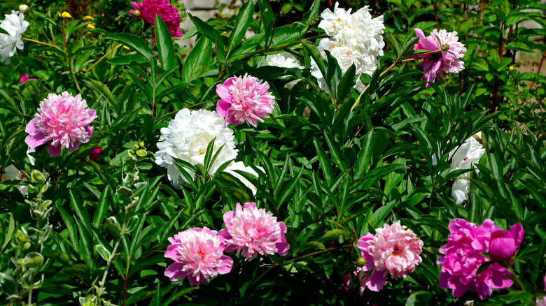White and pink peonies in the garden