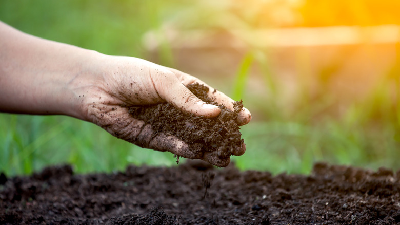 A hand holding soil 