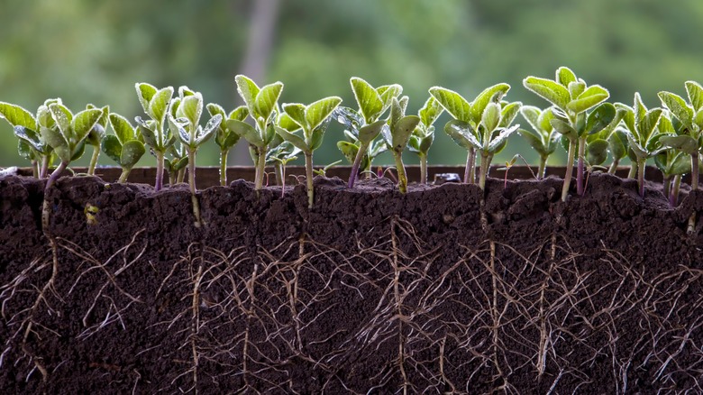 The roots of healthy plants 