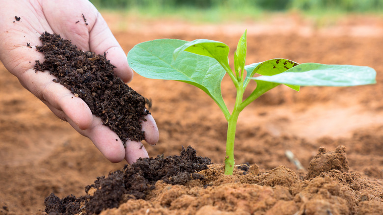 A gardener putting compost on a plant 