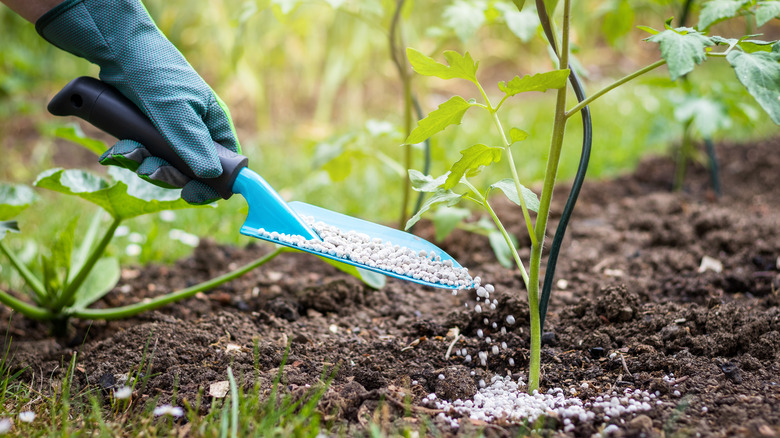 A gardener using fertilizer 