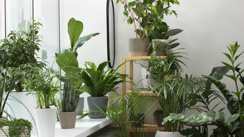 A large collection of tropical house plants near a window