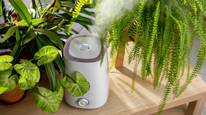 A collection of tropical plants on a wooden bench enjoying the steam from a humidifier