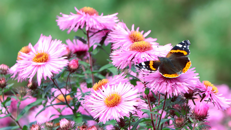 Butterfly on pink aster flowers