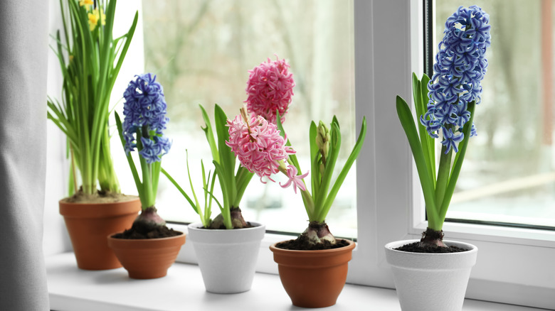 hyacinths on window sill