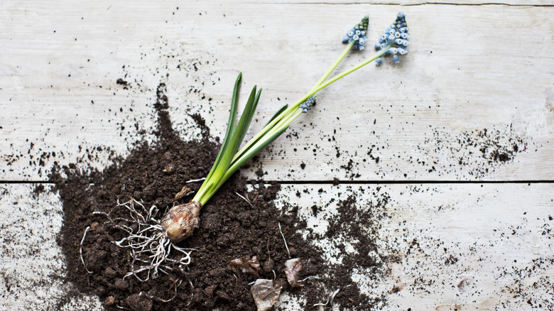 hyacinth with roots on soil