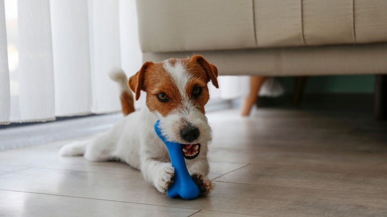 Dog playing on wood floor