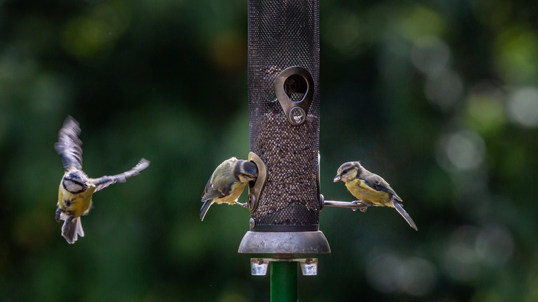 Bird feeder in garden