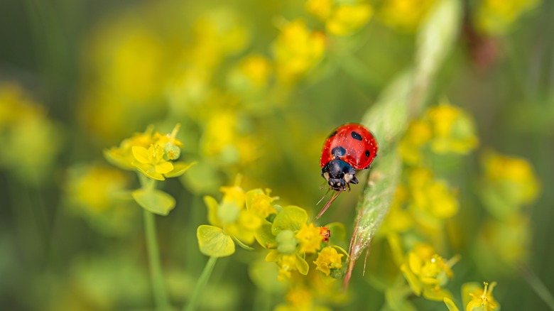 ladybug on milkweed