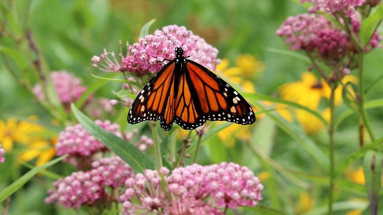 monarch butterfly on milkweed