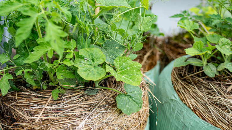 veggies growing in straw bale