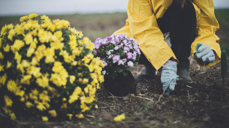 gardener planting fall mums