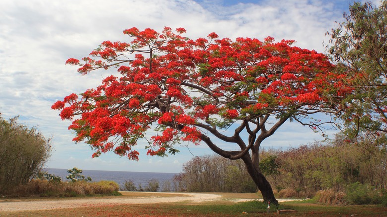 Royal Poinciana tree