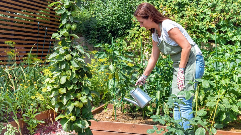 woman watering pepper plants