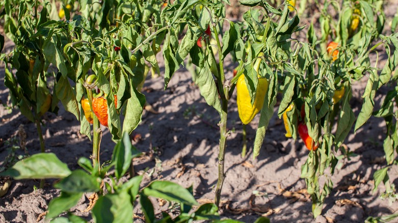 dried peppers plants 