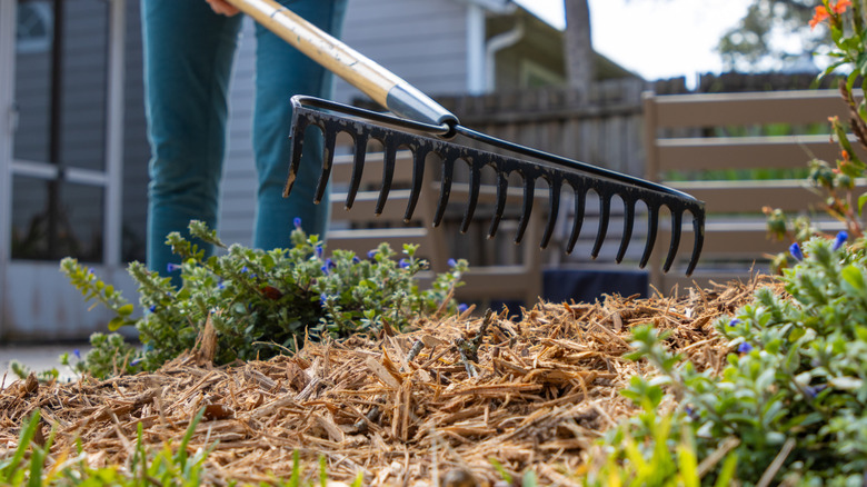 person raking mulch in a garden