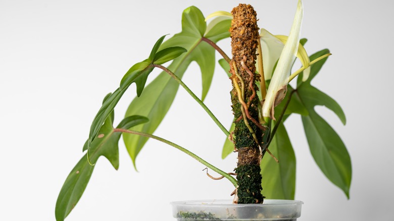 Philodendron climbs moss pole