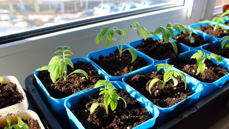 seedlings on a windowsill