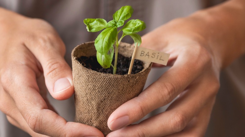 person holding basil seedling