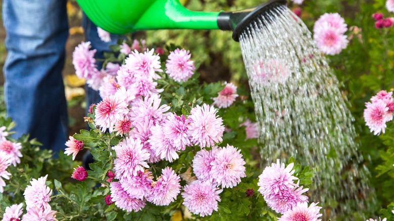 person watering pink chrysanthemums