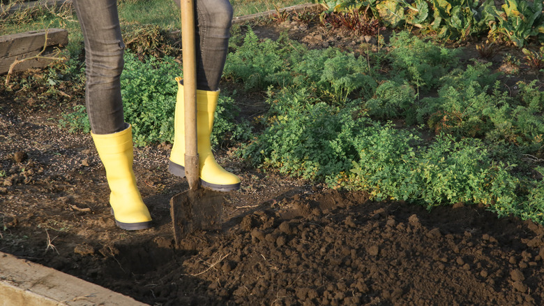 person preparing soil with shovel