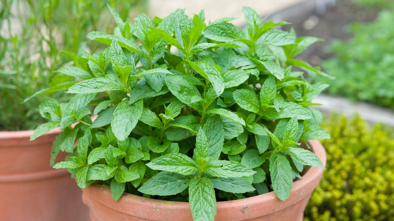 Mint growing in a plant pot 