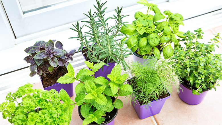 Herb seedlings on a windowsill 