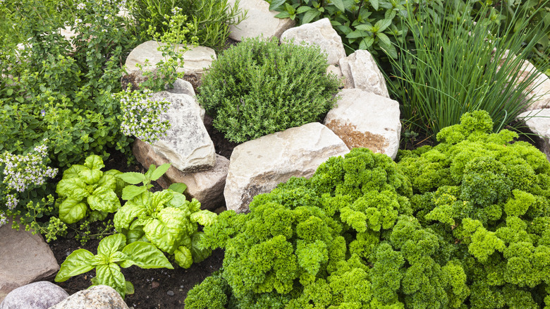 A herb garden 