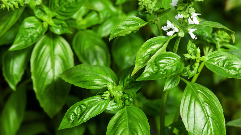 Basil plants with flowers growing 