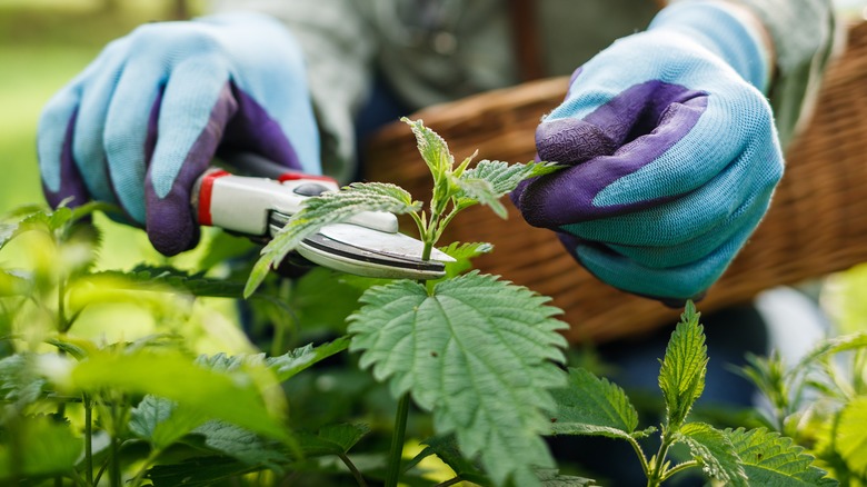 person pruning leaves 