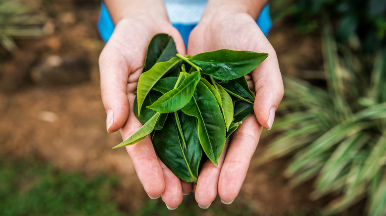 person holding leaves in hands