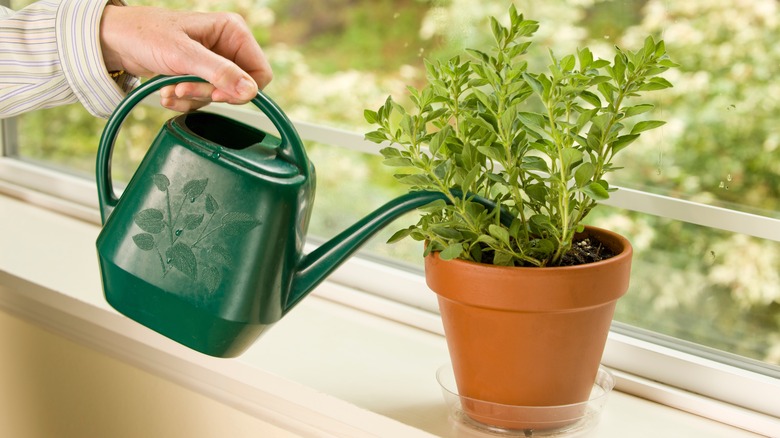 Watering oregano with watering can