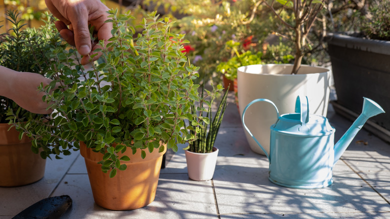 Pruning oregano plant